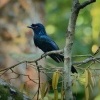 Drongo vlajkovy - Dicrurus paradiseus - Greater Racket-tailed Drongo o9808